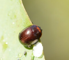 Paropsisterna rufipes