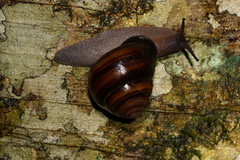 Sphaerospira fraseri