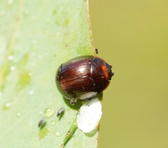 Paropsisterna rufipes