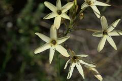 Ixia paniculata