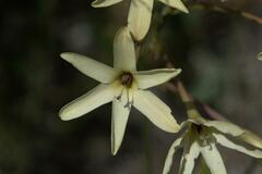 Ixia paniculata