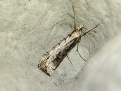 Evergestis isatidalis