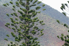 Araucaria