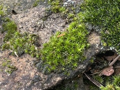 Didymodon torquatus