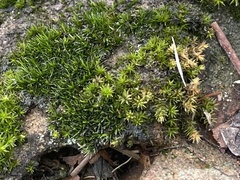 Didymodon torquatus
