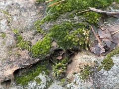 Didymodon torquatus