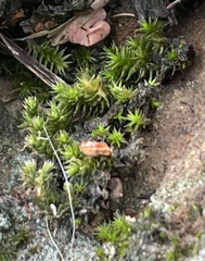 Didymodon torquatus