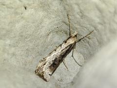 Evergestis isatidalis