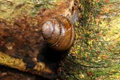 Sphaerospira fraseri