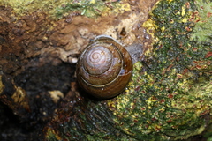 Sphaerospira fraseri