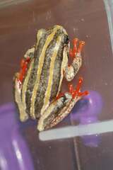 Hyperolius marmoratus