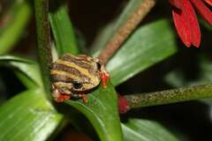 Hyperolius marmoratus