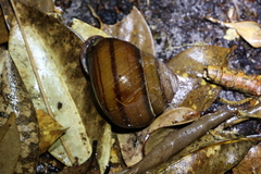 Sphaerospira fraseri