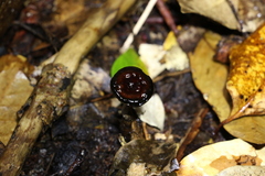 Sanguinoderma rugosum