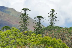 Araucaria