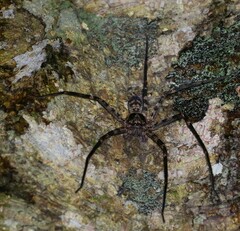 Heteropoda procera