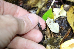 Sanguinoderma rugosum