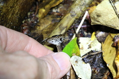 Sanguinoderma rugosum