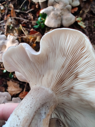 Pilkoji tauriabudė nuotrauka