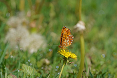 Boloria euphrosyne
