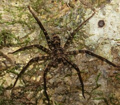 Heteropoda procera