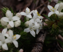 Asperula conferta