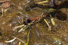 Diplacodes melanopsis