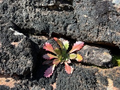 Micranthes petiolaris