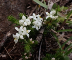 Asperula conferta