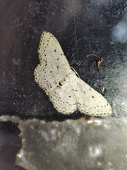 Idaea minuscularia