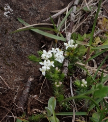 Asperula conferta