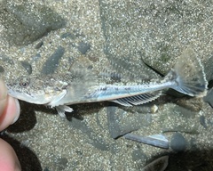 Leptocottus armatus
