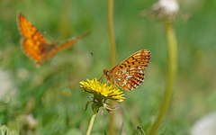 Boloria euphrosyne