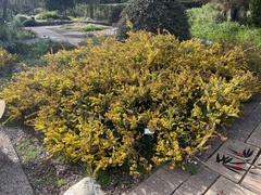 Acacia glaucoptera