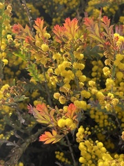 Acacia glaucoptera