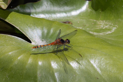 Diplacodes melanopsis