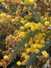 Acacia glaucoptera