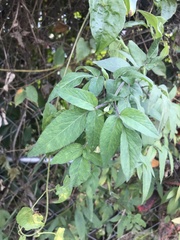 Eupatorium formosanum