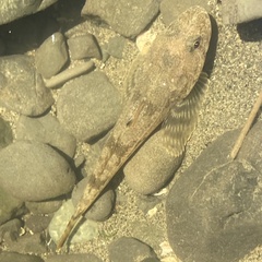 Leptocottus armatus