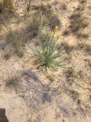 Lebeckia sepiaria