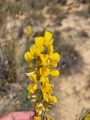 Lebeckia sepiaria