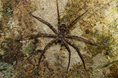 Heteropoda procera