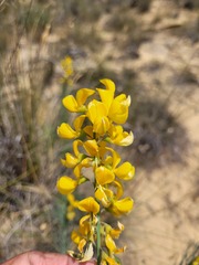 Lebeckia sepiaria