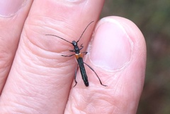 Oroderes humeralis