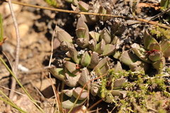 Acrodon bellidiflorus