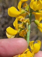 Lebeckia sepiaria