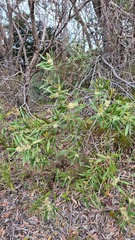 Hakea salicifolia