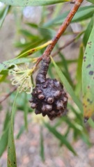 Hakea salicifolia