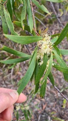 Hakea salicifolia