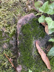 Grimmia pulvinata
